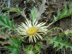 Carlina acanthifolia