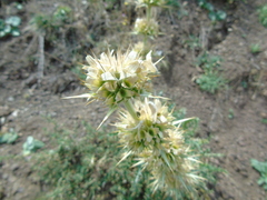 Morina persica