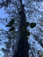 Eucalyptus deanei