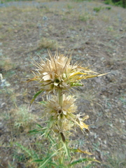 Morina persica
