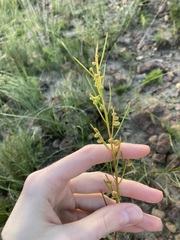 Gyrostemon racemiger