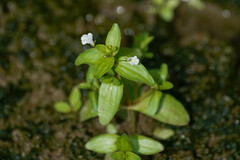 Lindernia procumbens