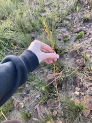 Gyrostemon racemiger