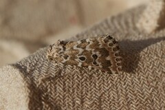 Alvaradoia disjecta
