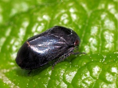 Penthimia nigra