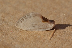 Cilix hispanica