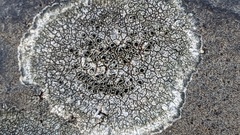 Lecanora helicopis
