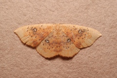 Cyclophora lennigiaria