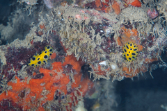 Phyllidia polkadotsa