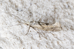 Ypsolopha asperella