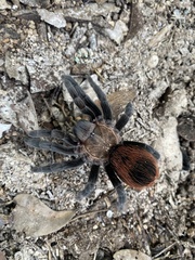 Tliltocatl epicureanus