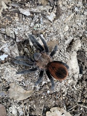 Tliltocatl epicureanus