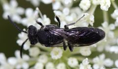 Sphecodes heraclei heraclei