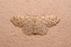 Idaea alyssumata