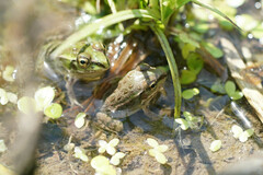Pelophylax porosus porosus