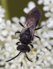 Sphecodes heraclei heraclei
