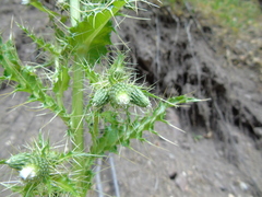 Cirsium candelabrum