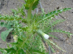Cirsium candelabrum