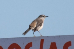 Mimus triurus