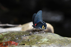 Papilio acheron