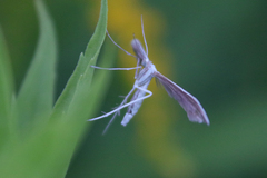 Hellinsia osteodactylus