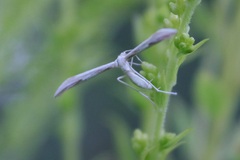 Hellinsia osteodactylus