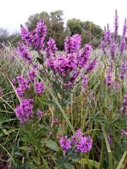 Lythrum salicaria