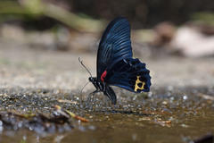 Papilio acheron