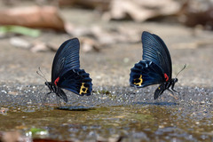 Papilio acheron