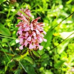 Pedicularis stenocorys