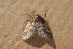 Tephronia lhommaria