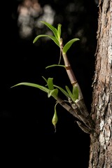 Dendrobium fellowsii