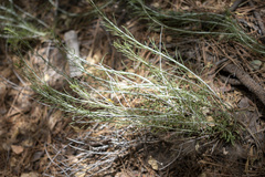 Ericameria nauseosa bernardina