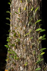 Bulbophyllum johnsonii