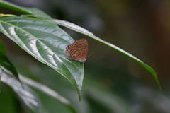 Poritia sumatrae