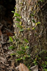 Bulbophyllum johnsonii