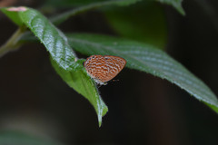 Poritia sumatrae