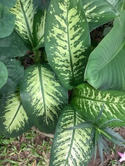 Dieffenbachia