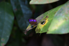 Poritia sumatrae