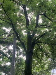 Robinia pseudoacacia