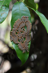 Poritia sumatrae