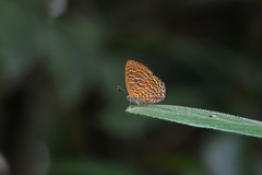 Poritia sumatrae