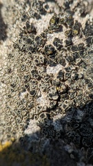 Lecanora helicopis