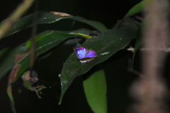 Poritia sumatrae
