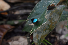 Poritia sumatrae