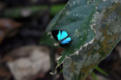 Poritia sumatrae