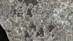 Lecanora helicopis