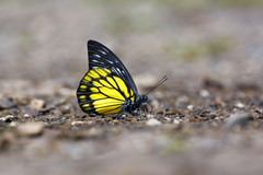 Prioneris cornelia