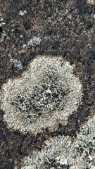 Lecanora helicopis
