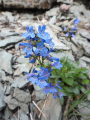 Penstemon albertinus